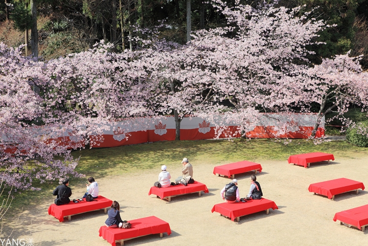 【京都】醍醐寺，在世界遺產賞壯觀枝垂櫻