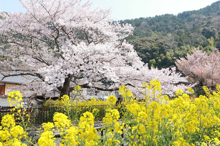 【京都】山科疏水，櫻花、油菜花與疏水道組成的美麗景色