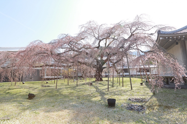【京都】醍醐寺，在世界遺產賞壯觀枝垂櫻