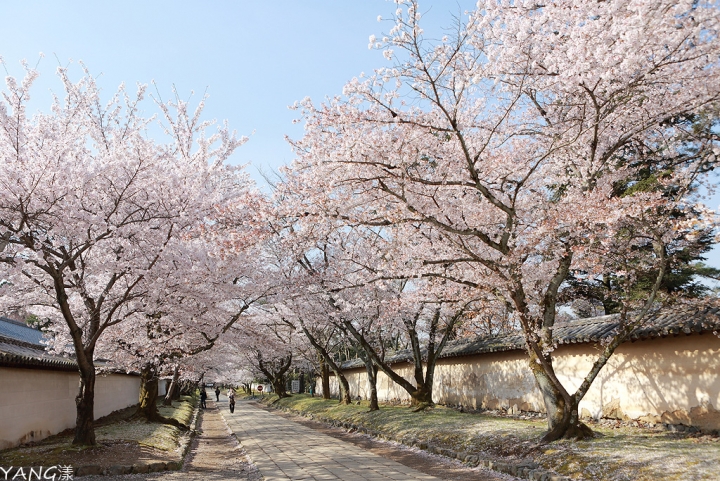 【京都】醍醐寺，在世界遺產賞壯觀枝垂櫻