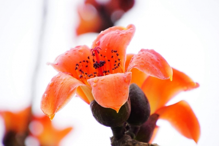 [台南][白河區] 2019林初埤木棉花道｜遊記