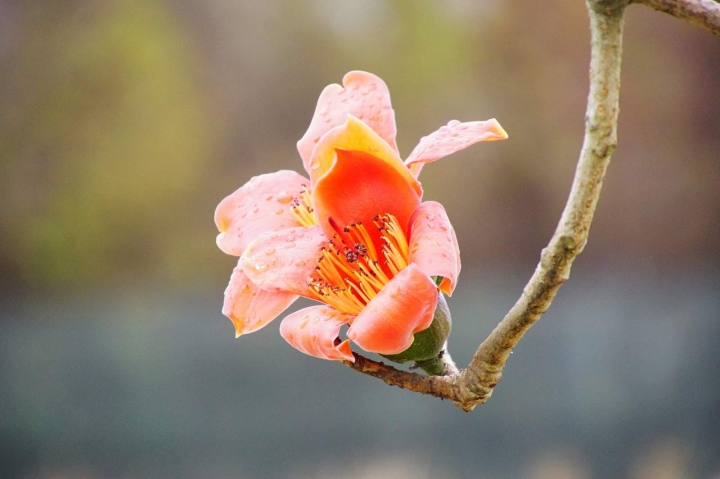 [台南][白河區] 2019林初埤木棉花道｜遊記