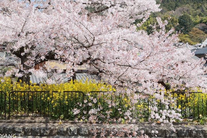 【京都】山科疏水，櫻花、油菜花與疏水道組成的美麗景色