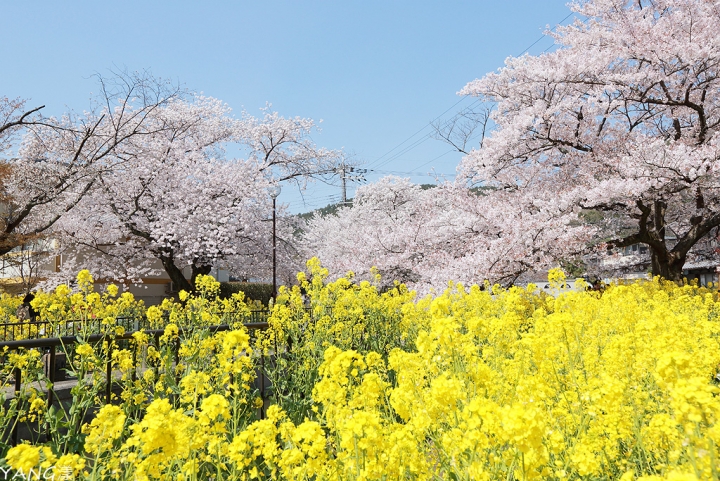 【京都】山科疏水，櫻花、油菜花與疏水道組成的美麗景色