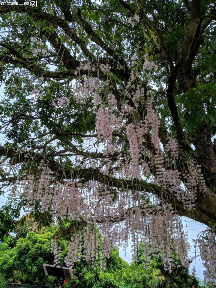 天宮石斛 台南市白河區南92赤中寺 04/27