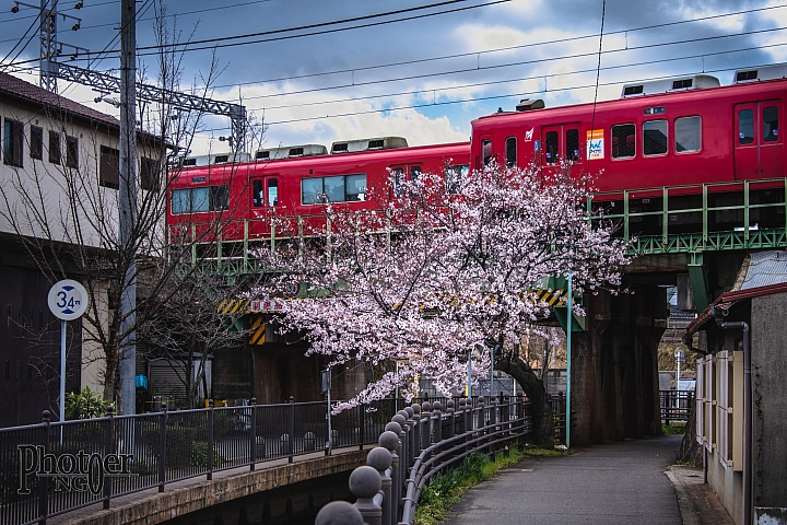 『D750』春櫻圖（7P）