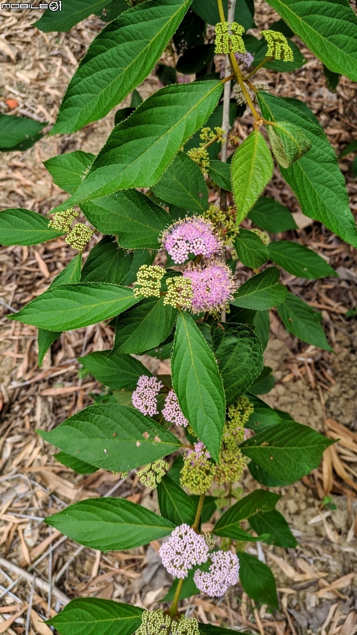 杜虹花 嘉義市西區埤子頭植物園04/13