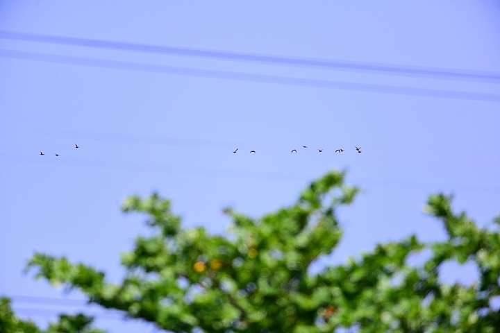 Z7愛就是全心全意陪伴：在天願為比翼鳥、在地願為連理枝！車城花嘴鴨。