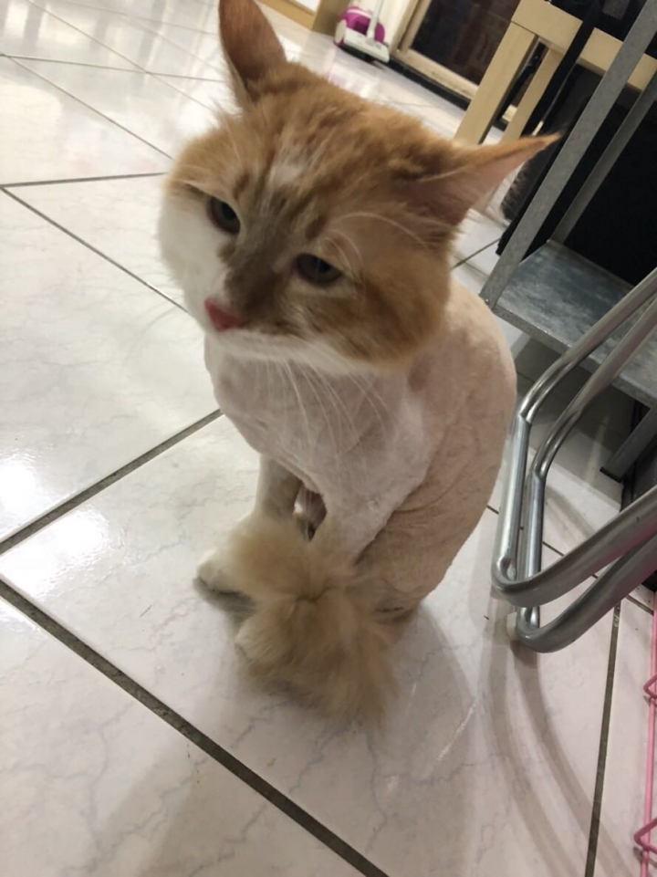 貓兒不捨送養