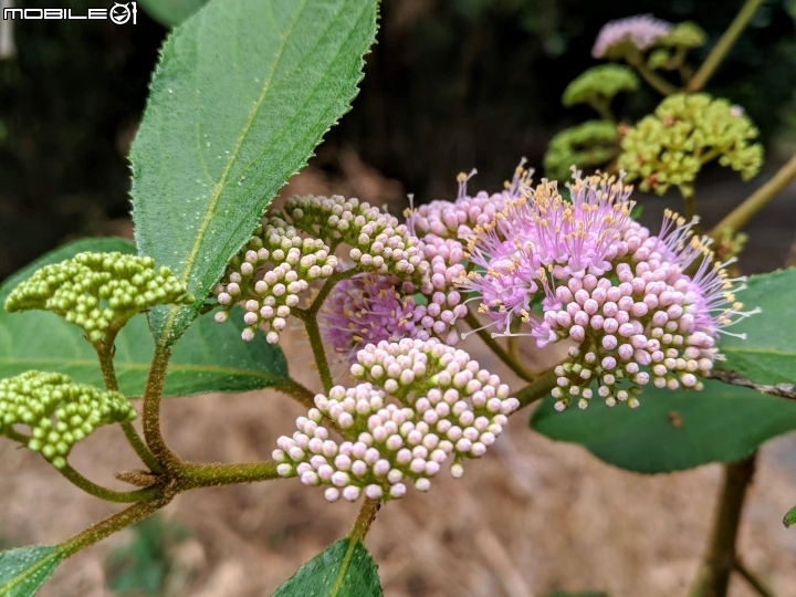 杜虹花 嘉義市西區埤子頭植物園04/13