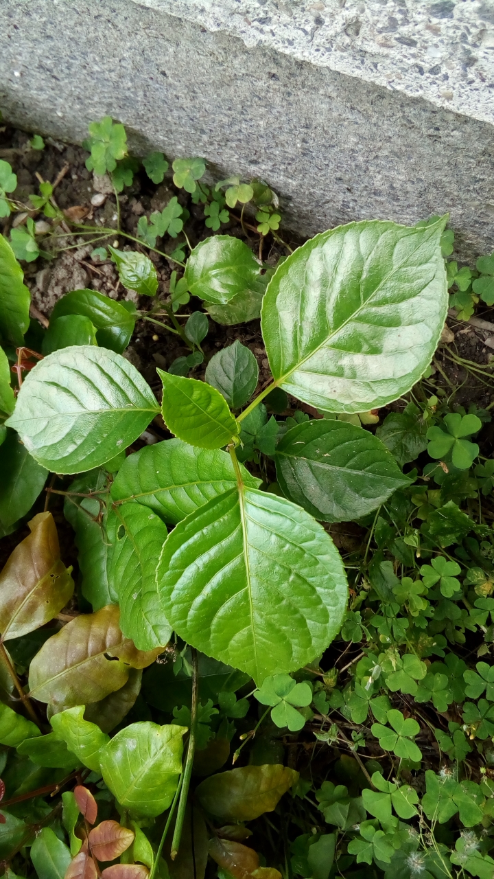 請問植物名稱