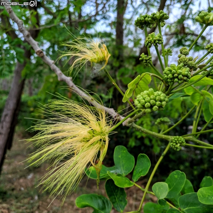 福木+海檬果+雞冠刺桐 台南市安平區億載公園 04/21