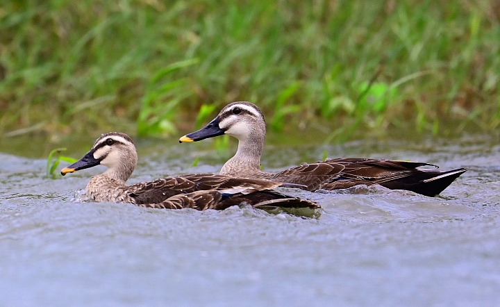 Z7愛就是全心全意陪伴：在天願為比翼鳥、在地願為連理枝！車城花嘴鴨。