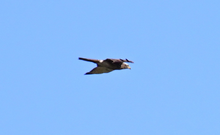 Z7愛就是全心全意陪伴：在天願為比翼鳥、在地願為連理枝！車城花嘴鴨。