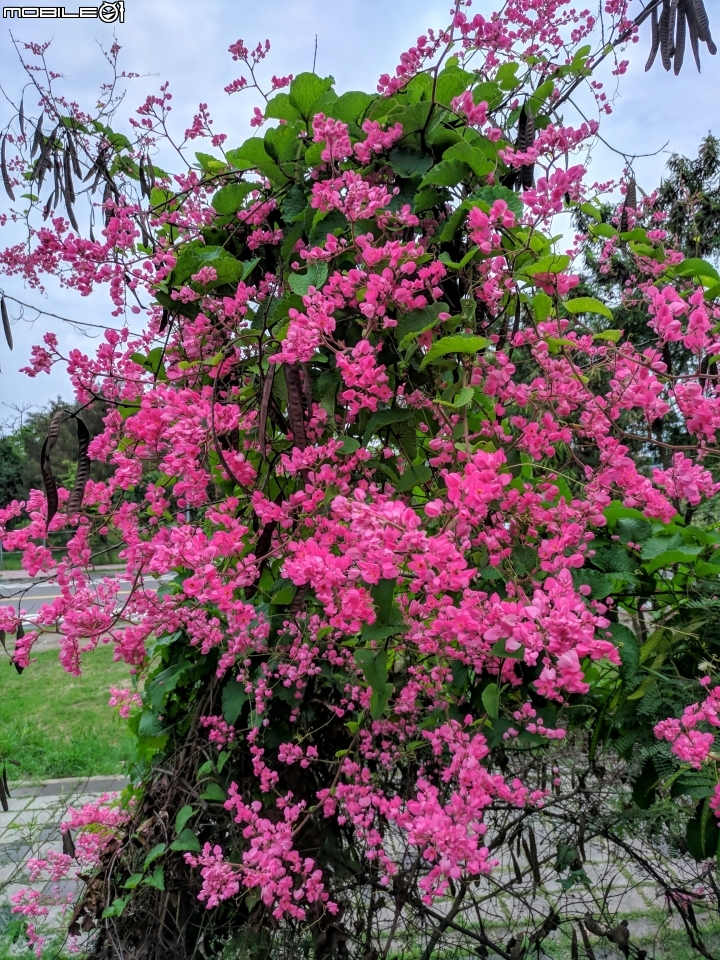 福木+海檬果+雞冠刺桐 台南市安平區億載公園 04/21