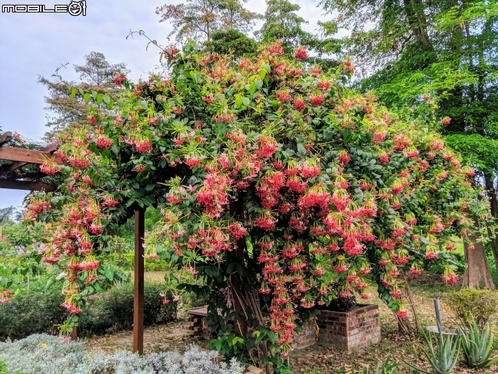 使君子花 台南市東區裕永路後甲公園 04/14