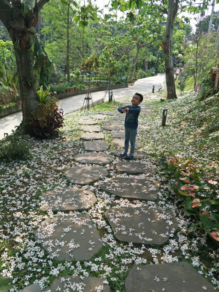 季節限定--幸福山丘四月雪