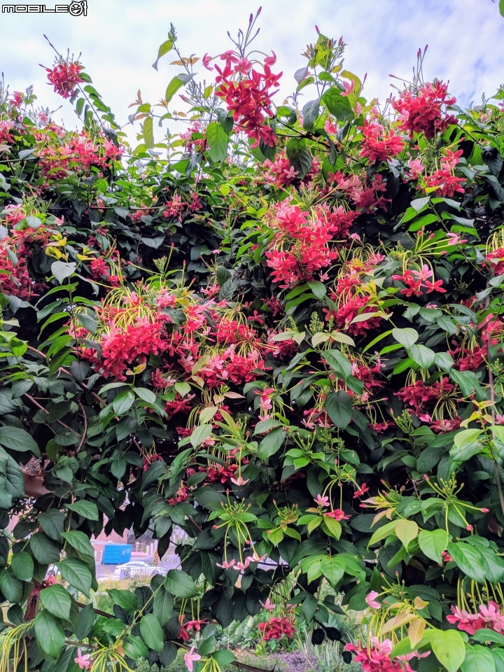 使君子花 台南市東區裕永路後甲公園 04/14