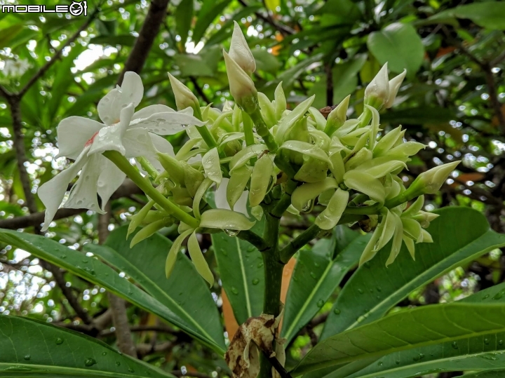 福木+海檬果+雞冠刺桐 台南市安平區億載公園 04/21