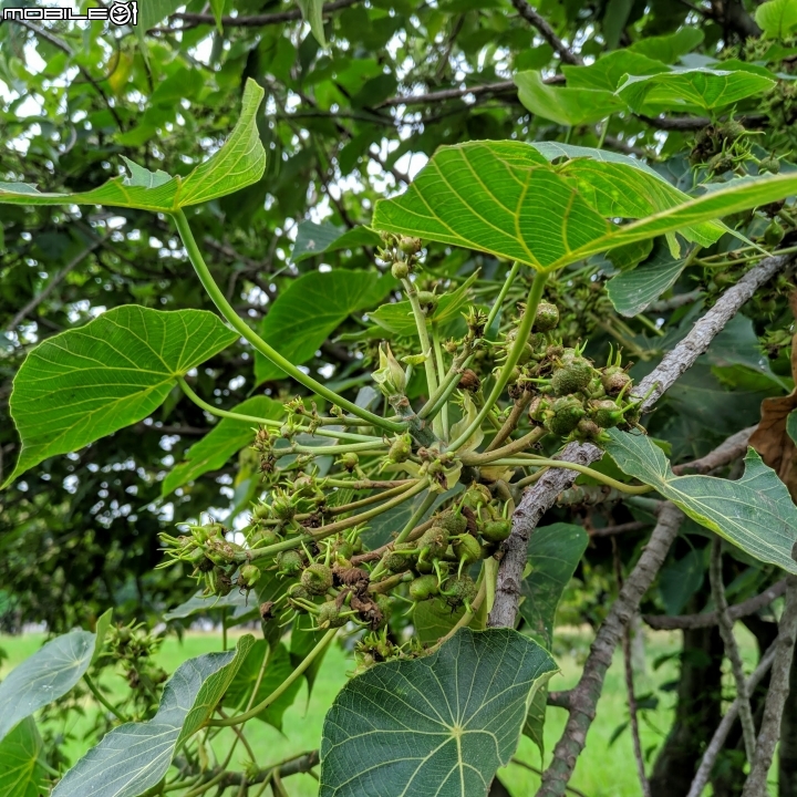 福木+海檬果+雞冠刺桐 台南市安平區億載公園 04/21