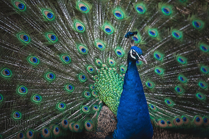 『D750』春櫻圖（7P）