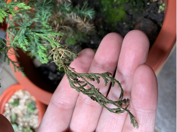 請問紅檜葉子枯萎