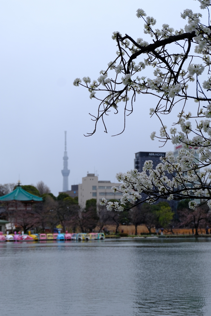 睽違已久的東京之旅 [圖多!]