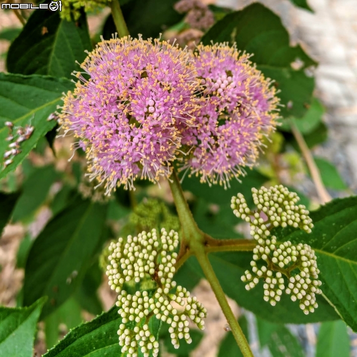 杜虹花 嘉義市西區埤子頭植物園04/13