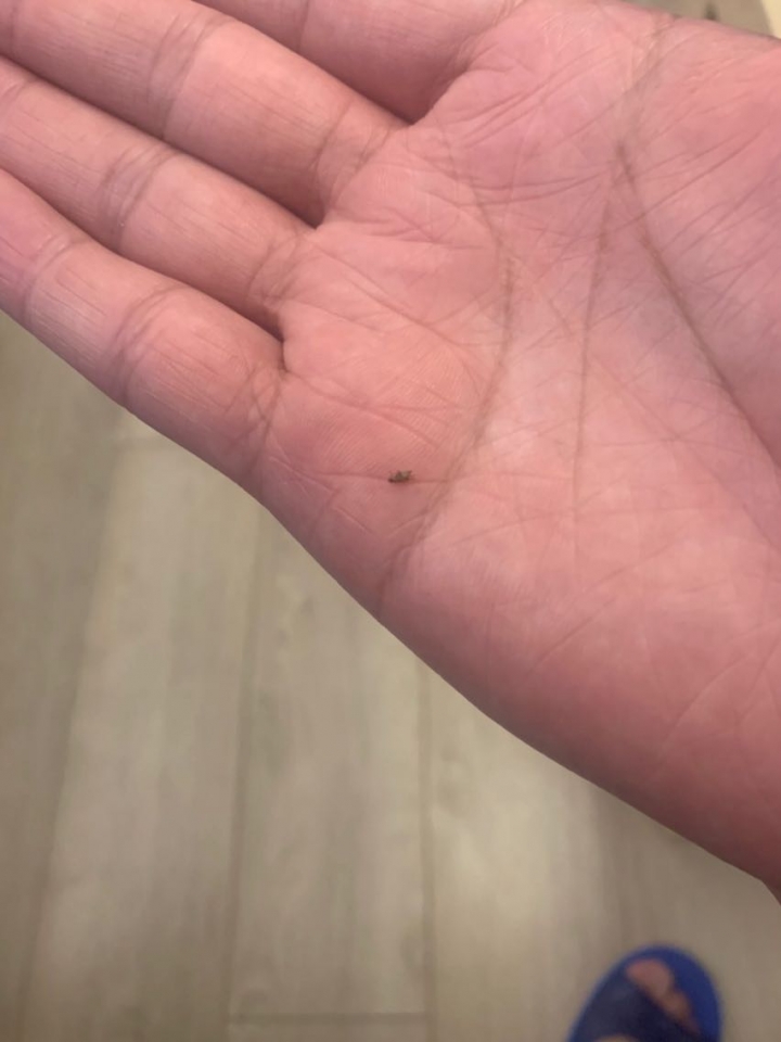 請問這種蟲是？會飛