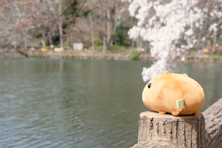 睽違已久的東京之旅 [圖多!]