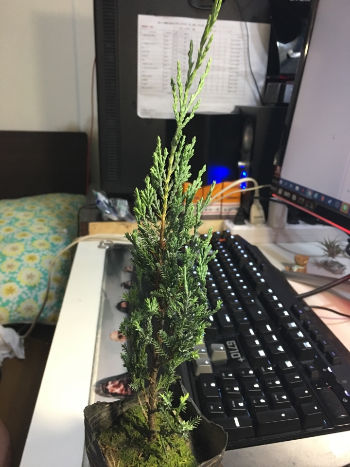想請教樹名