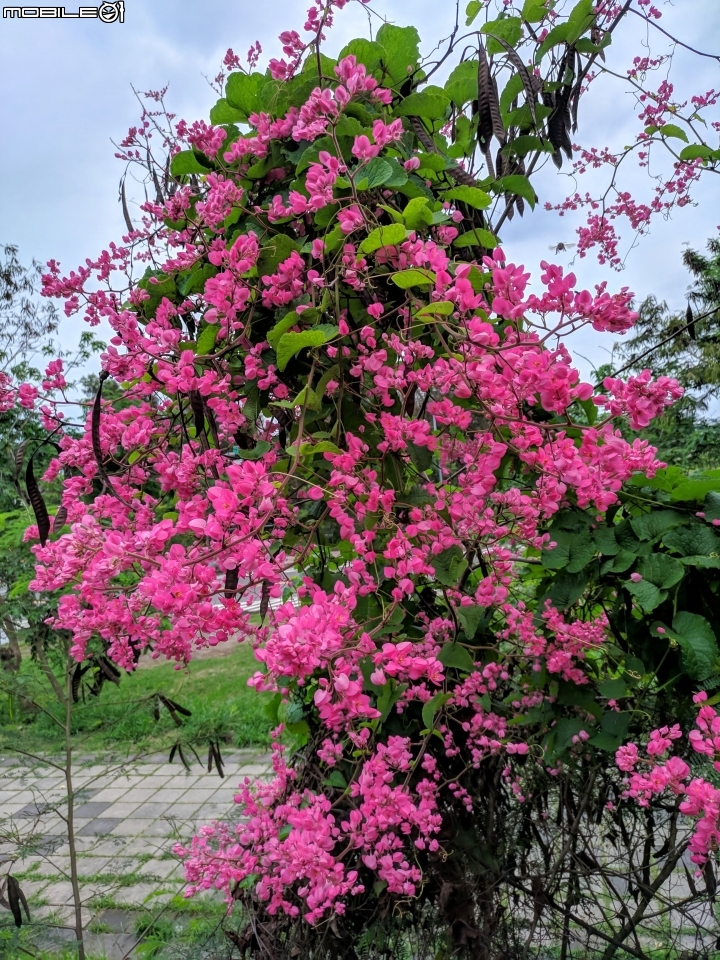 福木+海檬果+雞冠刺桐 台南市安平區億載公園 04/21