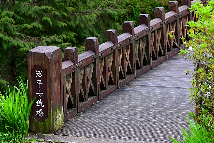 Z6、Z7、P1000也到了阿里山，拍櫻花、拍紫藤、拍紅葉，總共14台Nikon相機記錄阿里山。