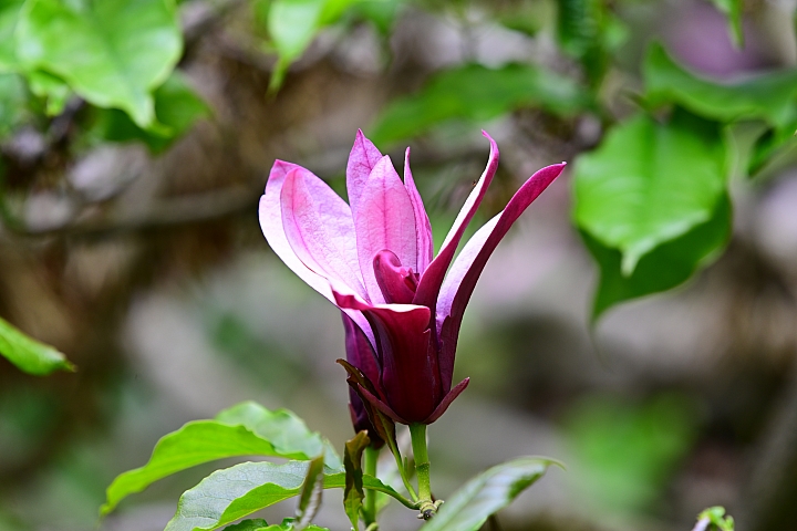 Z6、Z7、P1000也到了阿里山，拍櫻花、拍紫藤、拍紅葉，總共14台Nikon相機記錄阿里山。