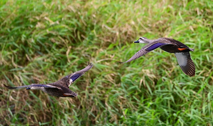 Z7愛就是全心全意陪伴：在天願為比翼鳥、在地願為連理枝！車城花嘴鴨。
