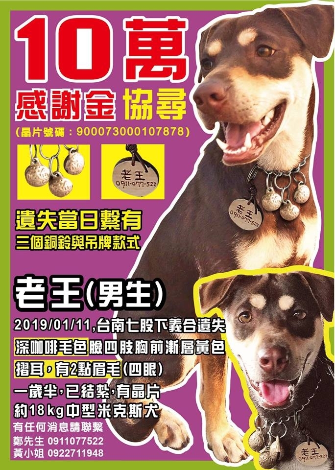 [協尋]台南七股區1歲半毛色深咖啡色 米克斯老王 感謝金10萬元