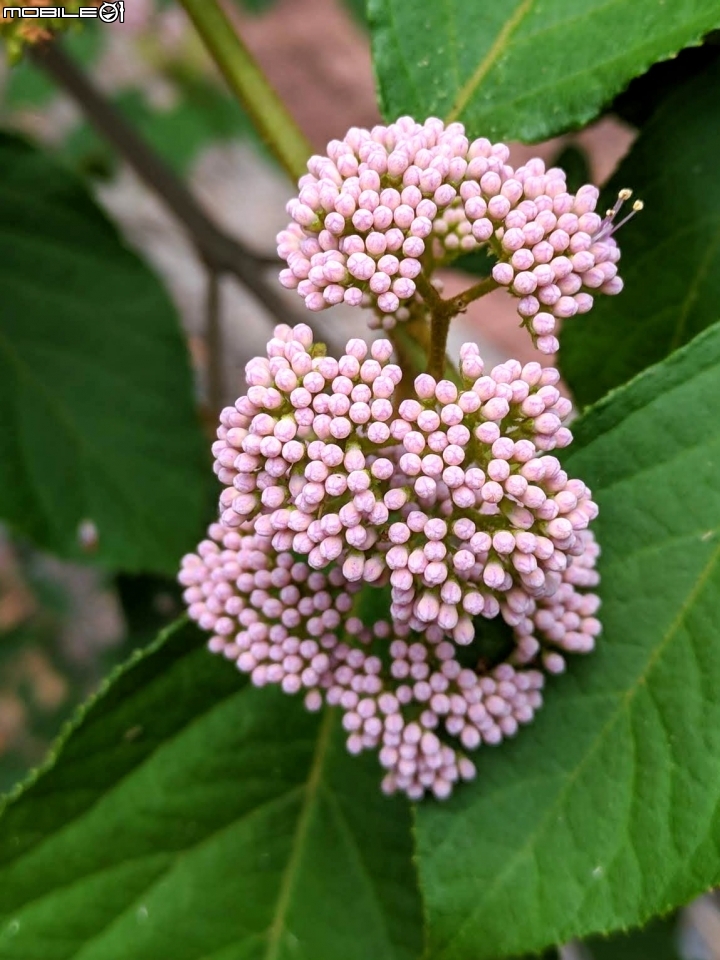 杜虹花 嘉義市西區埤子頭植物園04/13