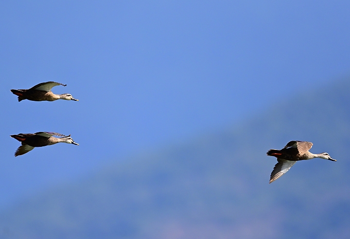 Z7愛就是全心全意陪伴：在天願為比翼鳥、在地願為連理枝！車城花嘴鴨。
