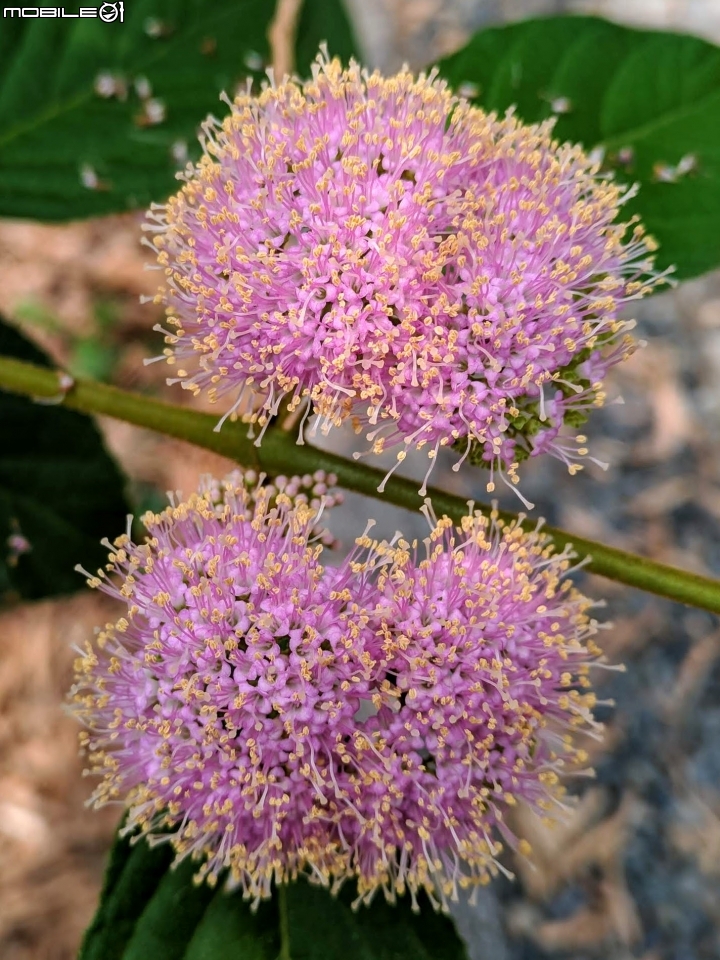 杜虹花 嘉義市西區埤子頭植物園04/13