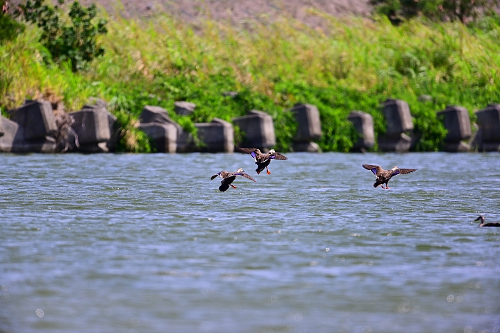 Z7愛就是全心全意陪伴：在天願為比翼鳥、在地願為連理枝！車城花嘴鴨。