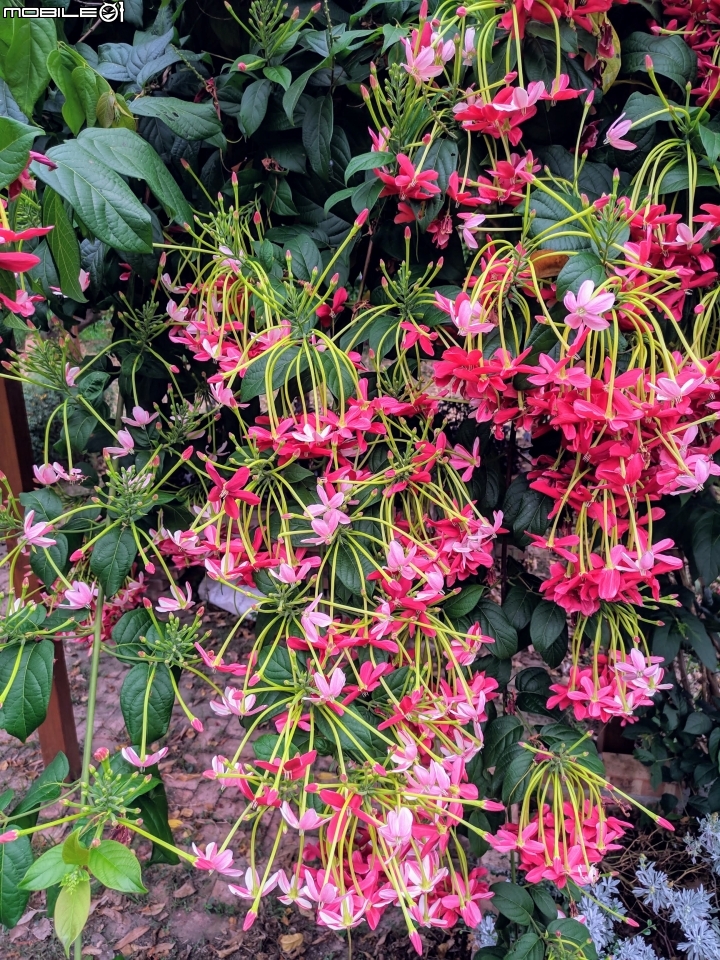 使君子花 台南市東區裕永路後甲公園 04/14