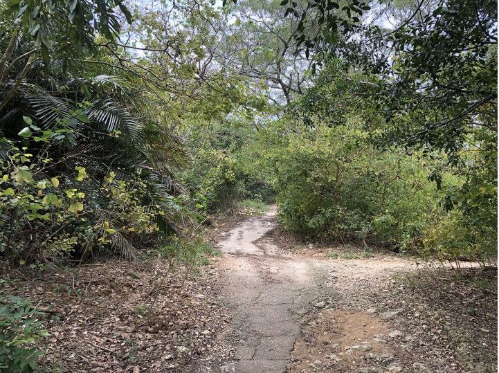 親近高雄大自然，南壽山（南柴山）散步行，路線分享！