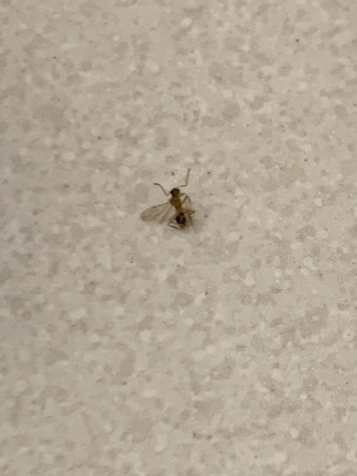 請各位幫我看看這是什麼蟲