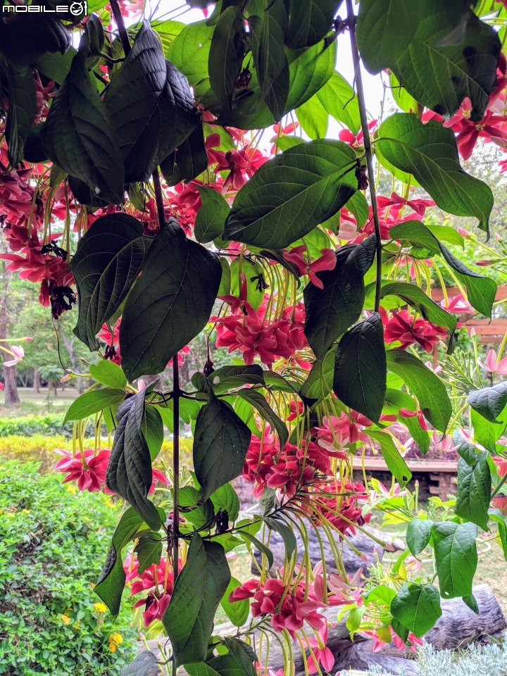 使君子花 台南市東區裕永路後甲公園 04/14