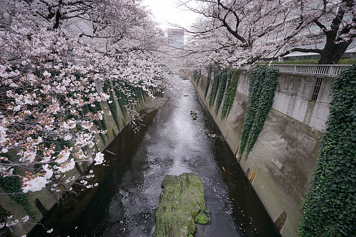 2019東京櫻花之旅