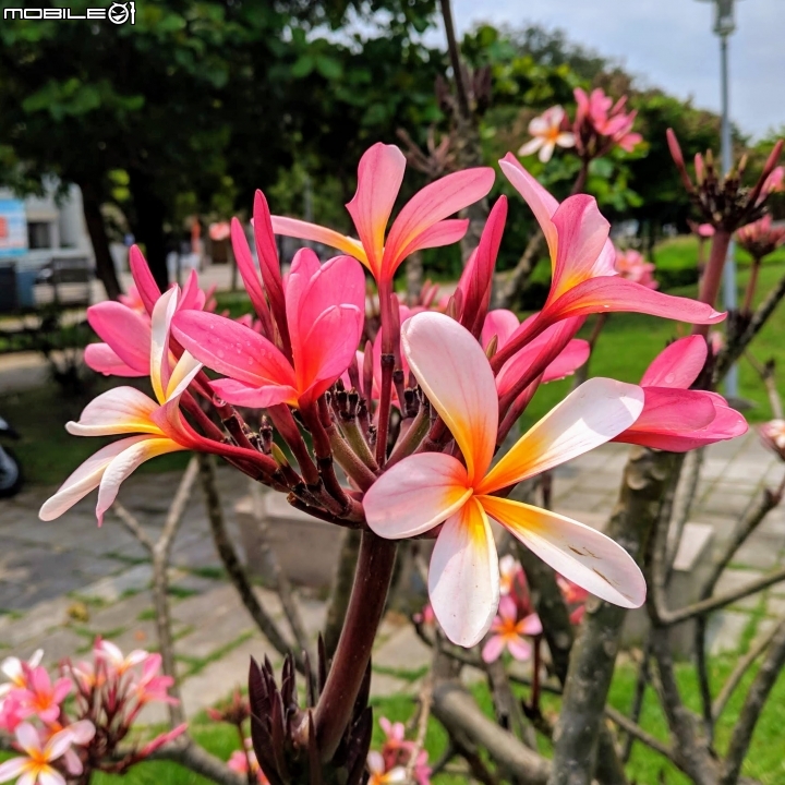 福木+海檬果+雞冠刺桐 台南市安平區億載公園 04/21