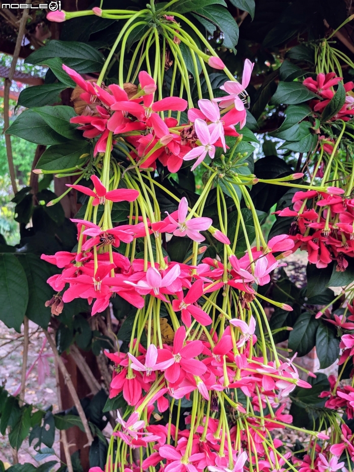 使君子花 台南市東區裕永路後甲公園 04/14