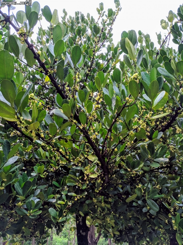 福木+海檬果+雞冠刺桐 台南市安平區億載公園 04/21