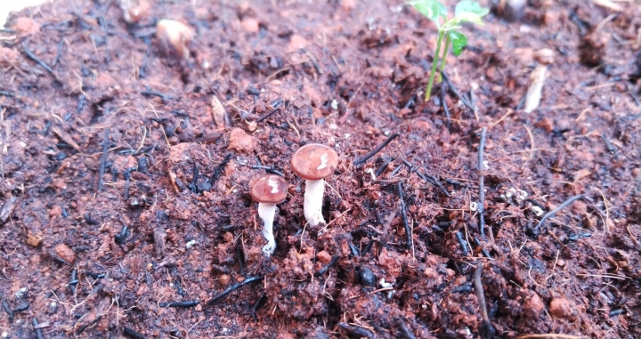 培養土 長出的菇類