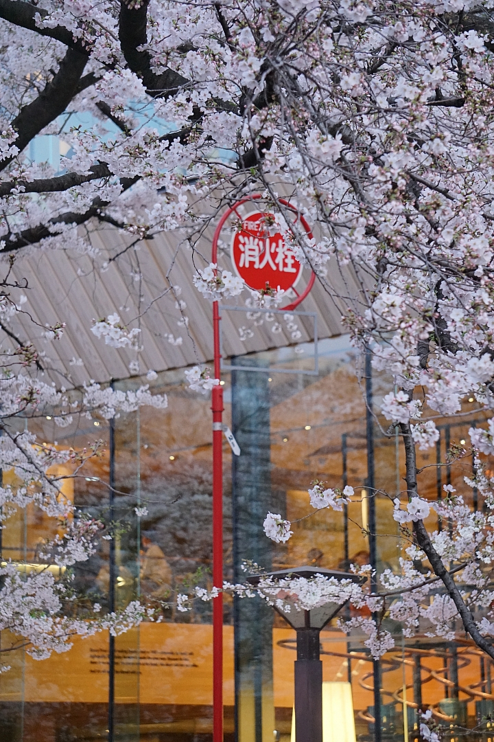 2019東京櫻花之旅